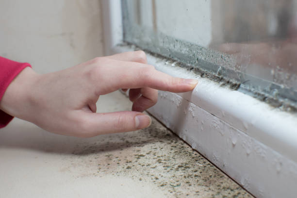 Rutherfordton, NC Mold Removal Company